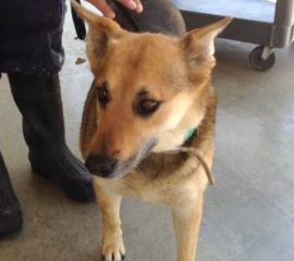 How to Get Started Fostering Dogs