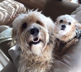 Lola & Otis – Happily Ever After