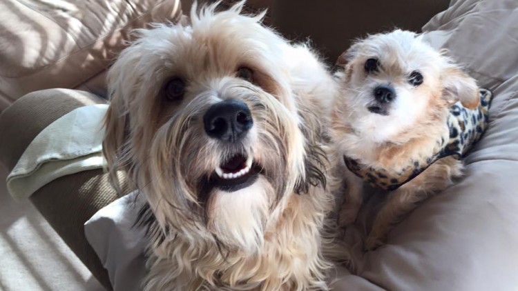 Lola & Otis – Happily Ever After