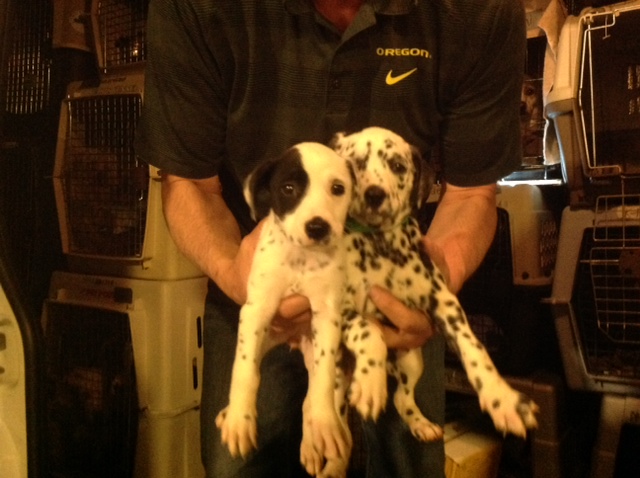 feb-dog-6.jpg