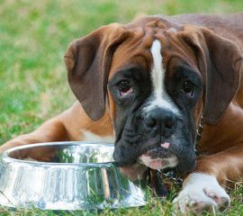 Walmart Community Grant awarded to fight pet hunger