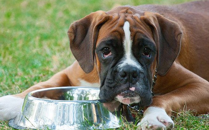 Walmart Community Grant awarded to fight pet hunger