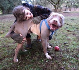 Uncertain future for animal shelters, rescue nonprofits due to COVID-19