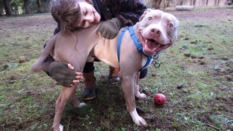 Uncertain future for animal shelters, rescue nonprofits due to COVID-19